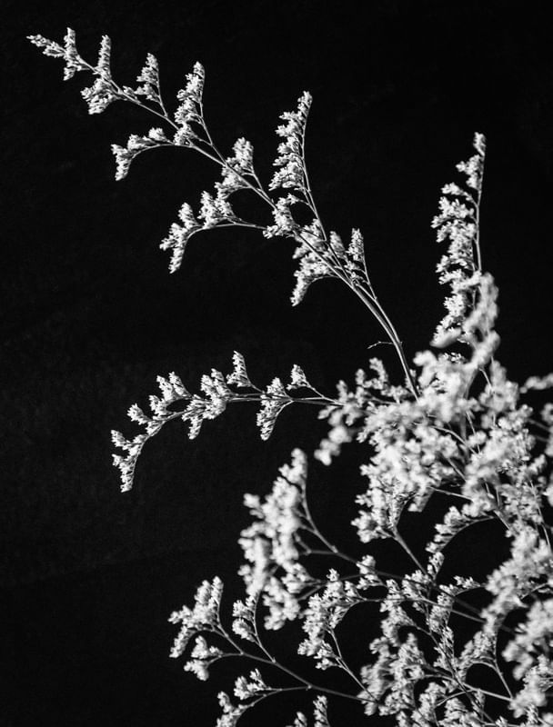 FLOR DE RENDA4