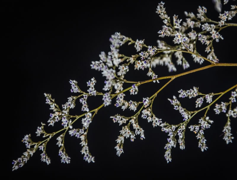 FLOR DE RENDA 5
