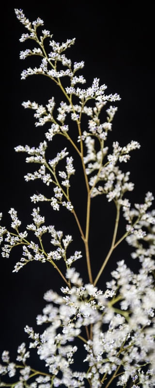FLOR DE RENDA 6