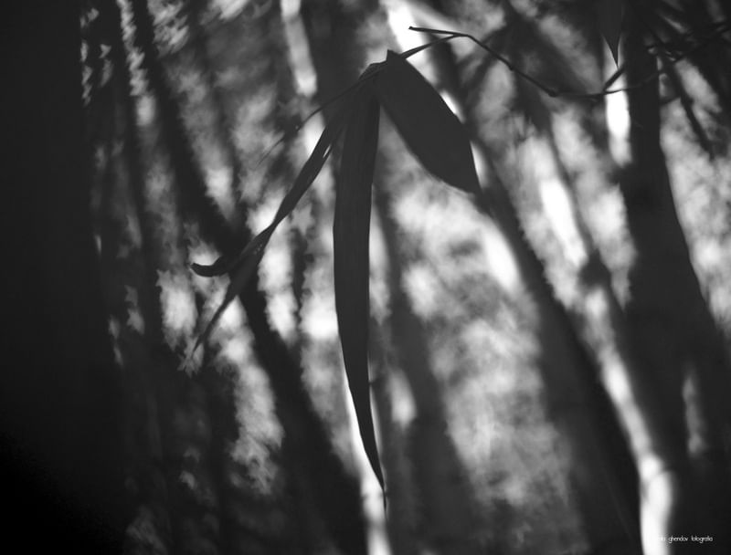 ENTRE ESTRELAS E SOMBRAS