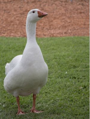 A POSE DO PATO