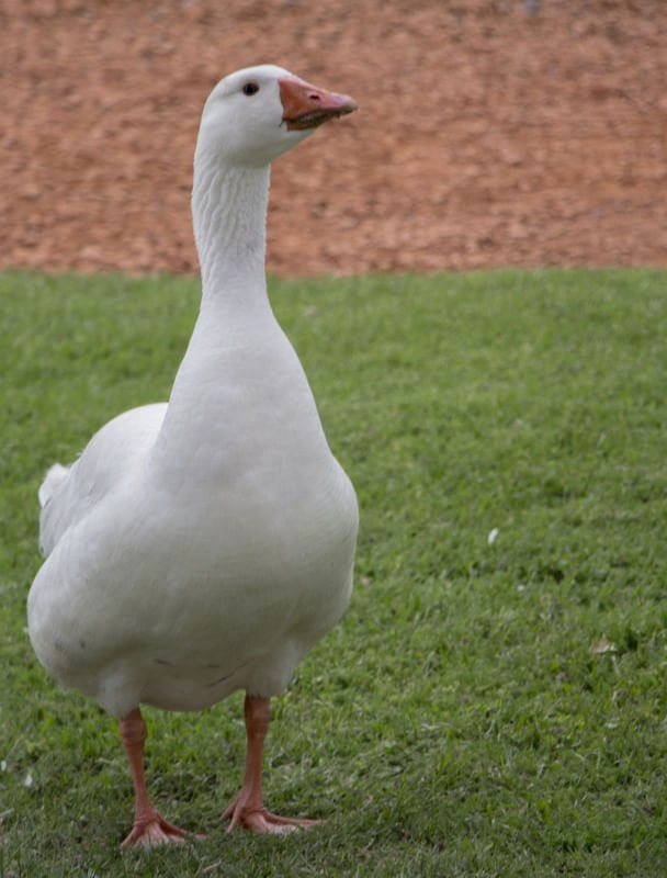 A POSE DO PATO