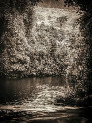 NATURE MISTY I