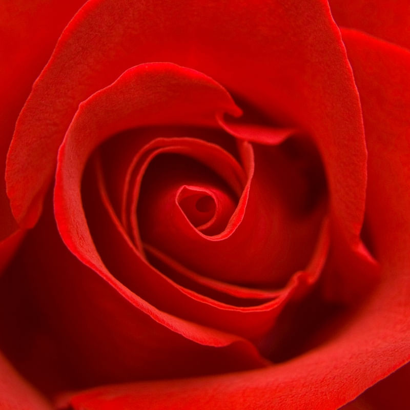 ROSA VERMELHA II