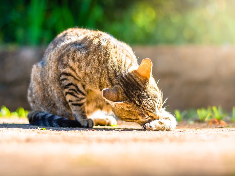 BANHO FELINO