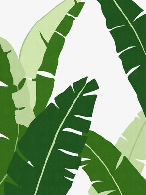 PLANTA TROPICAL IV