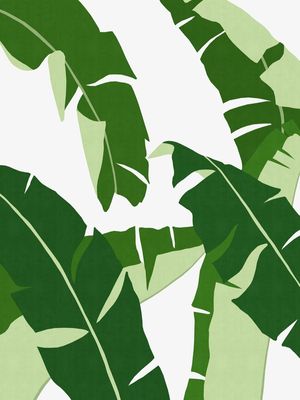 PLANTA TROPICAL V