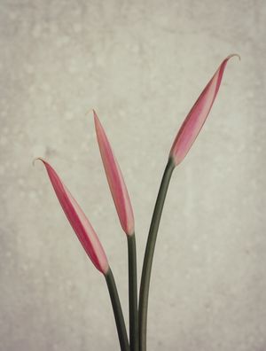 MINI ANTÚRIOS