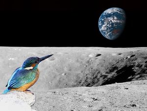 BIRD MOON