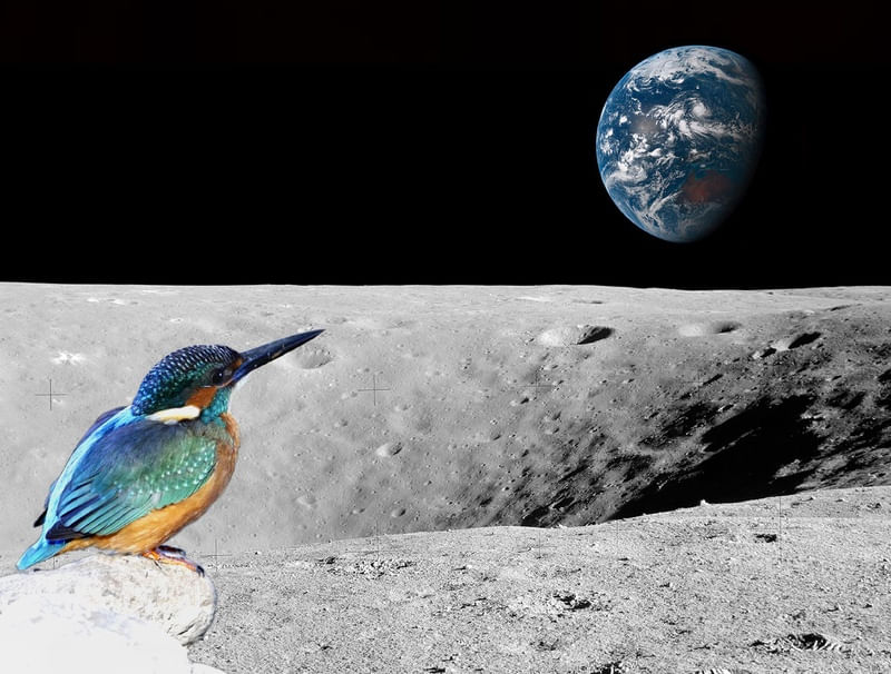 BIRD MOON