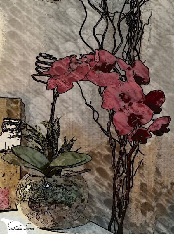 ORQUIDEA ILUSTRACAO
