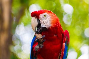ARARA VERMELHA AMAZONIA