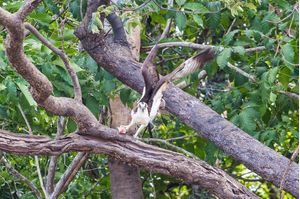 GAVIAO AMAZONIA