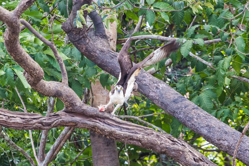 GAVIAO AMAZONIA