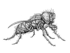 MOSCA EM NANQUIM