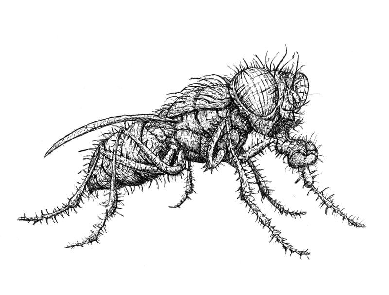MOSCA EM NANQUIM