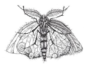 MARIPOSA 1