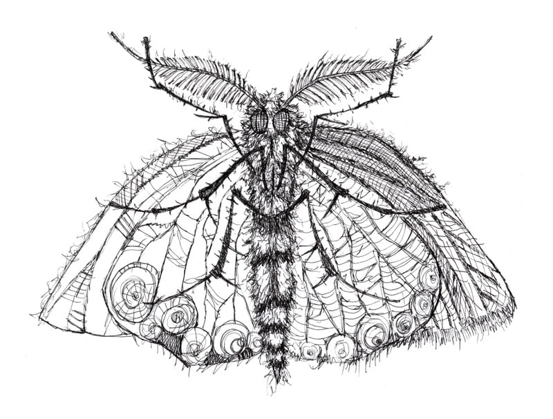MARIPOSA 1