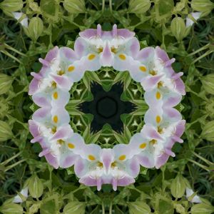 MANDALA BRANCA