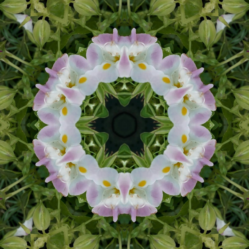 MANDALA BRANCA