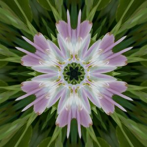 MANDALA FLOR BRANCA