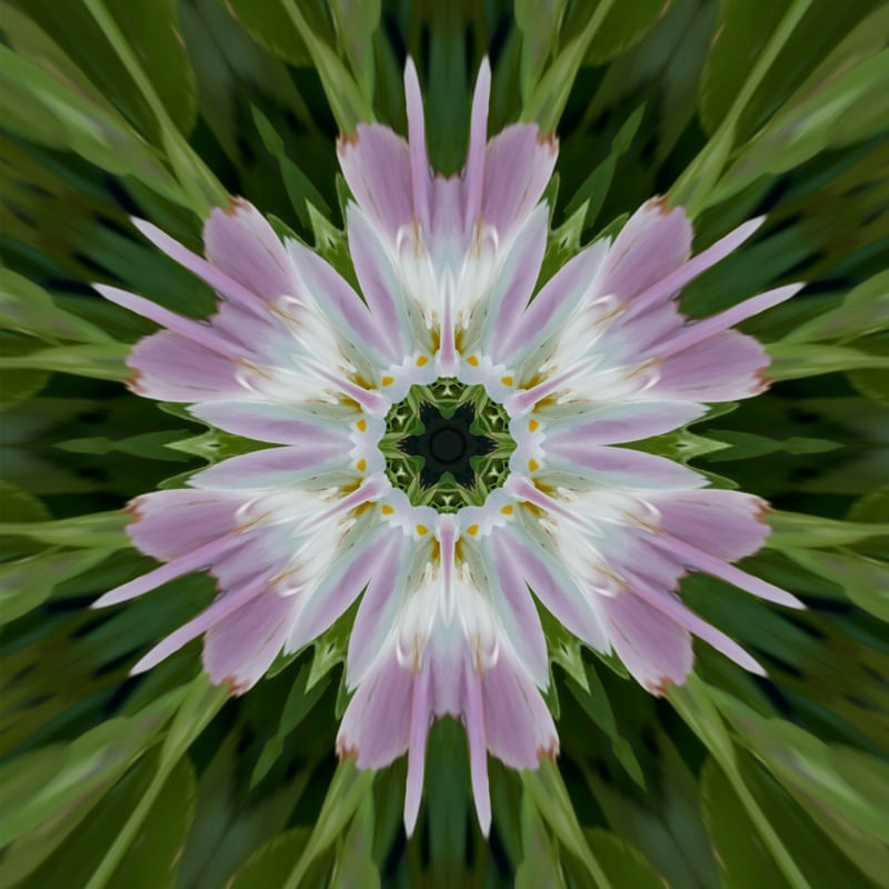 MANDALA FLOR BRANCA