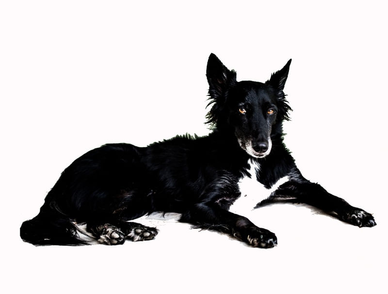 CÃO GUARDIÃO