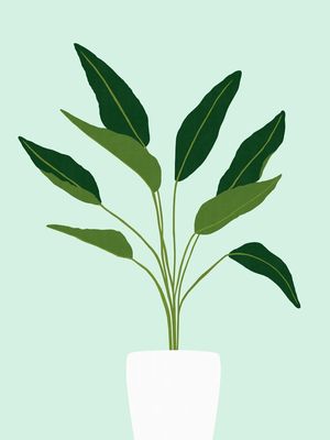PLANTA TROPICAL VII
