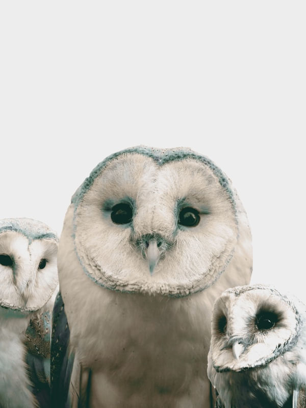 OWLS 2