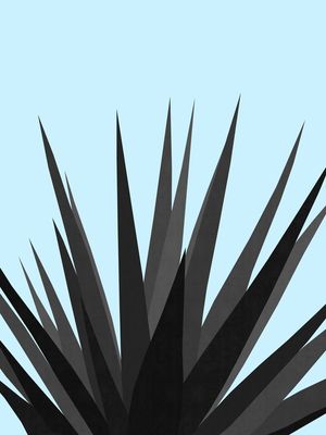 PLANTA TROPICAL VI