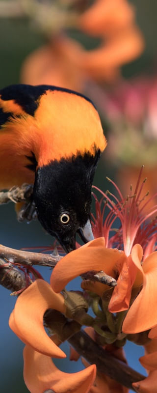 O SOFRÊ NA FLOR DO MULUNGU