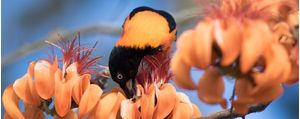 CORRUPIÃO NA FLOR LARANJA