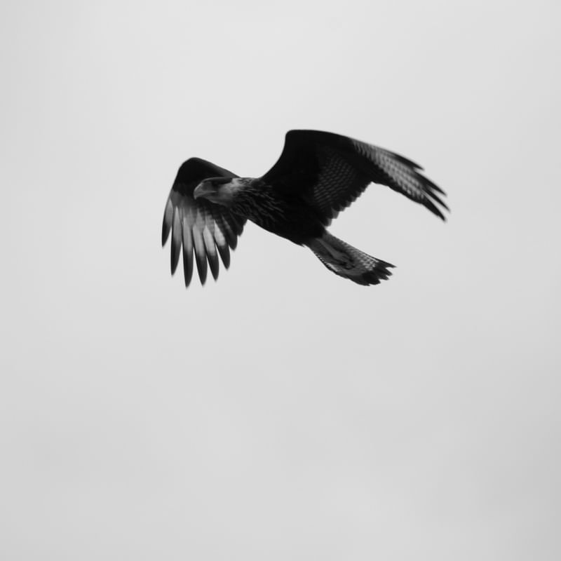 CARCARA II