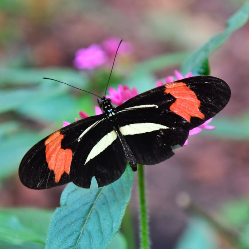 BORBOLETA PRETA