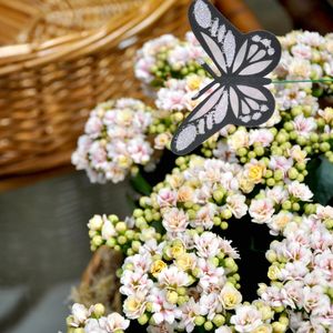 FLORES NEUTRAS