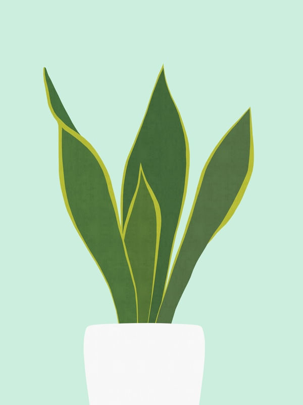 PLANTA TROPICAL VIII