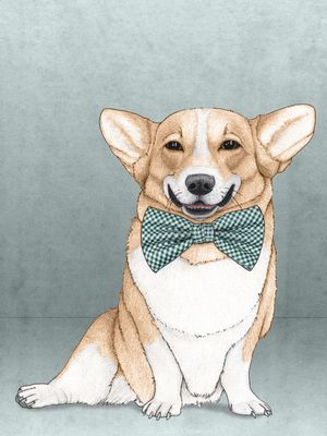 CORGI DOG