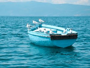 CANOA AZUL DE PÁSSAROS BRANCOS