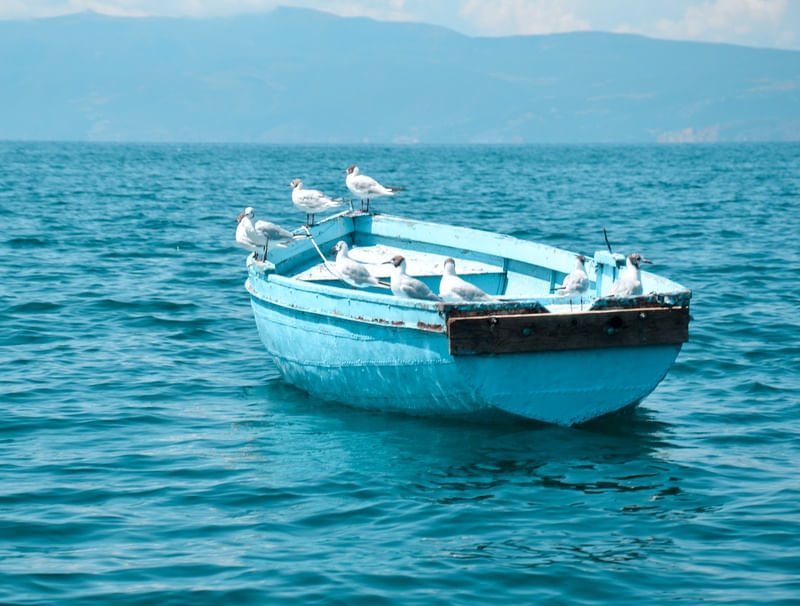 CANOA AZUL DE PÁSSAROS BRANCOS