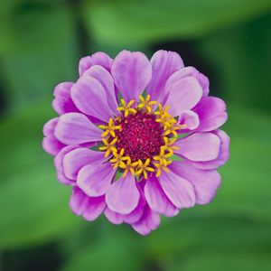 MANDALA NATURAL 2