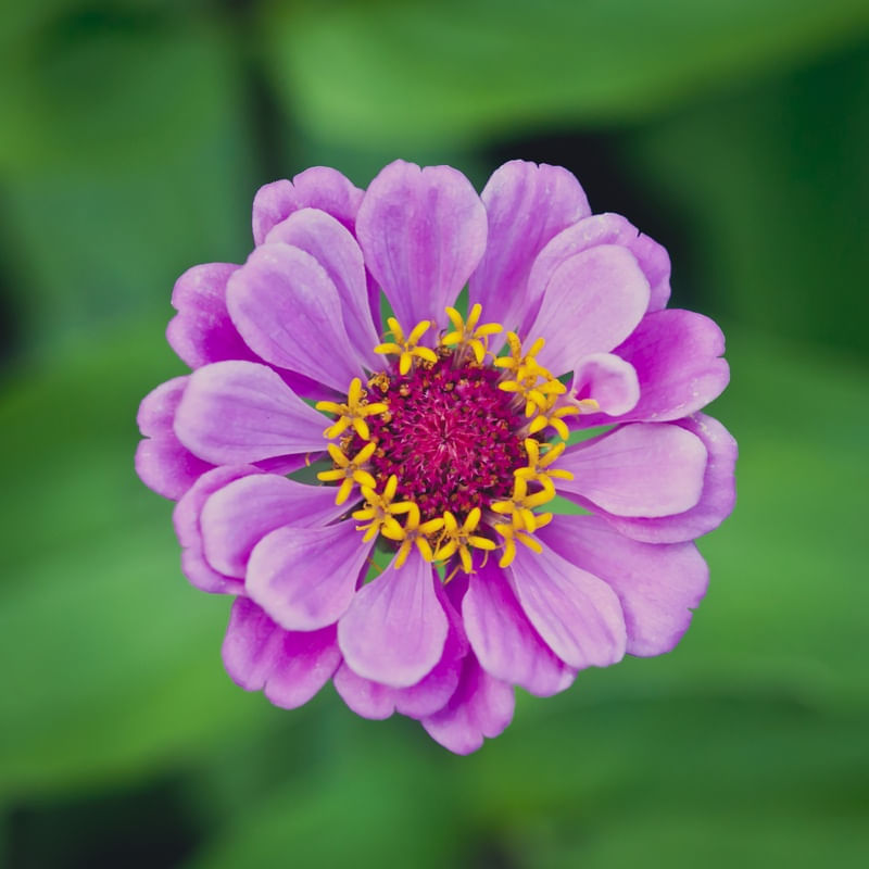 MANDALA NATURAL 2