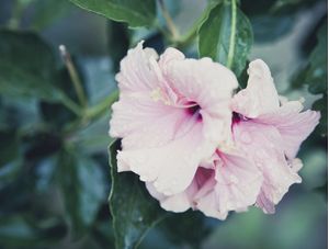 HIBISCOS ORVALHADOS