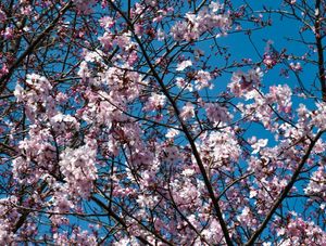 FLORES ROSAS NO CÉU AZUL