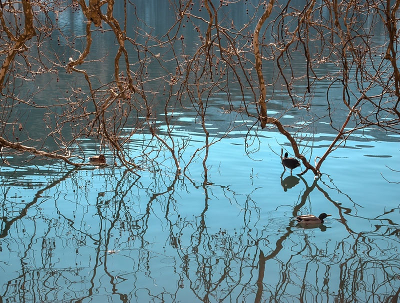 PATO NA LAGOA AZUL