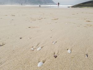 CONCHAS ITACOATIARA