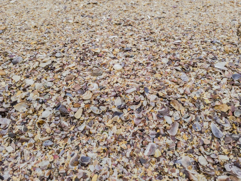 MOSAICO NATURAL