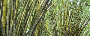 BAMBÚ EM PANORÂMICA