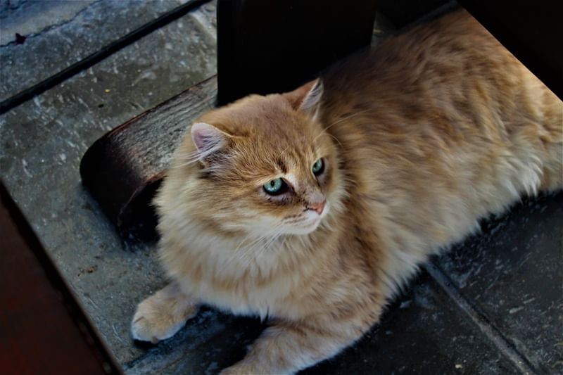 GATO AMARELO MOSTEIRO