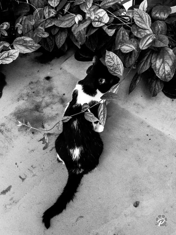 HIDDEN CAT