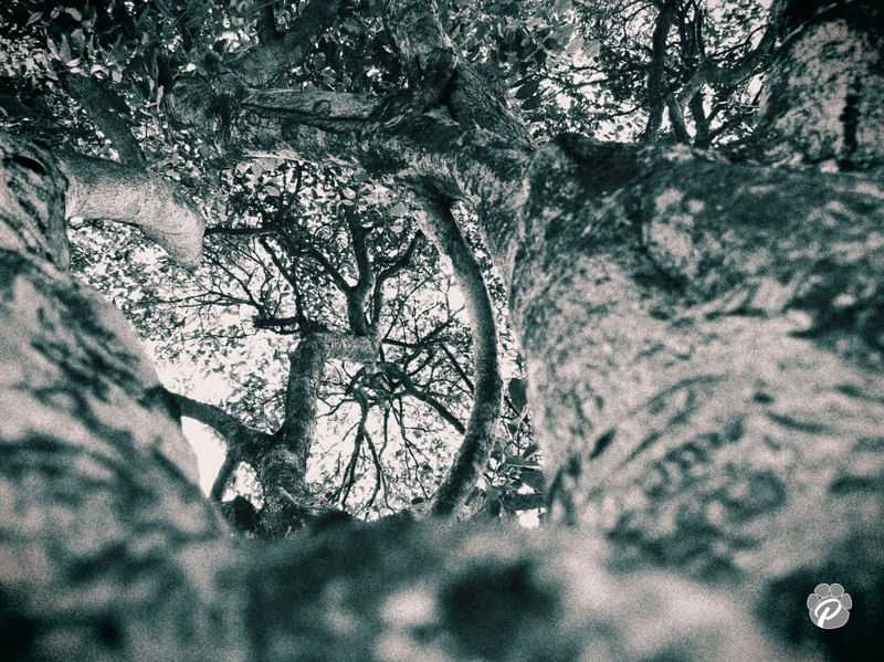 TREE BRANCH